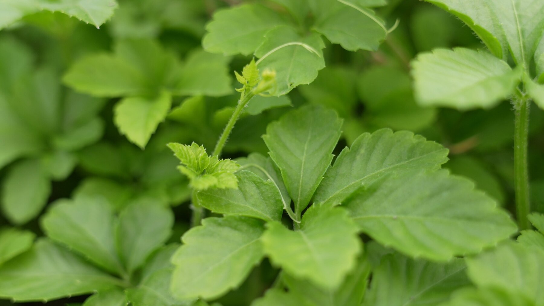 Close view of Gynostemma leaves