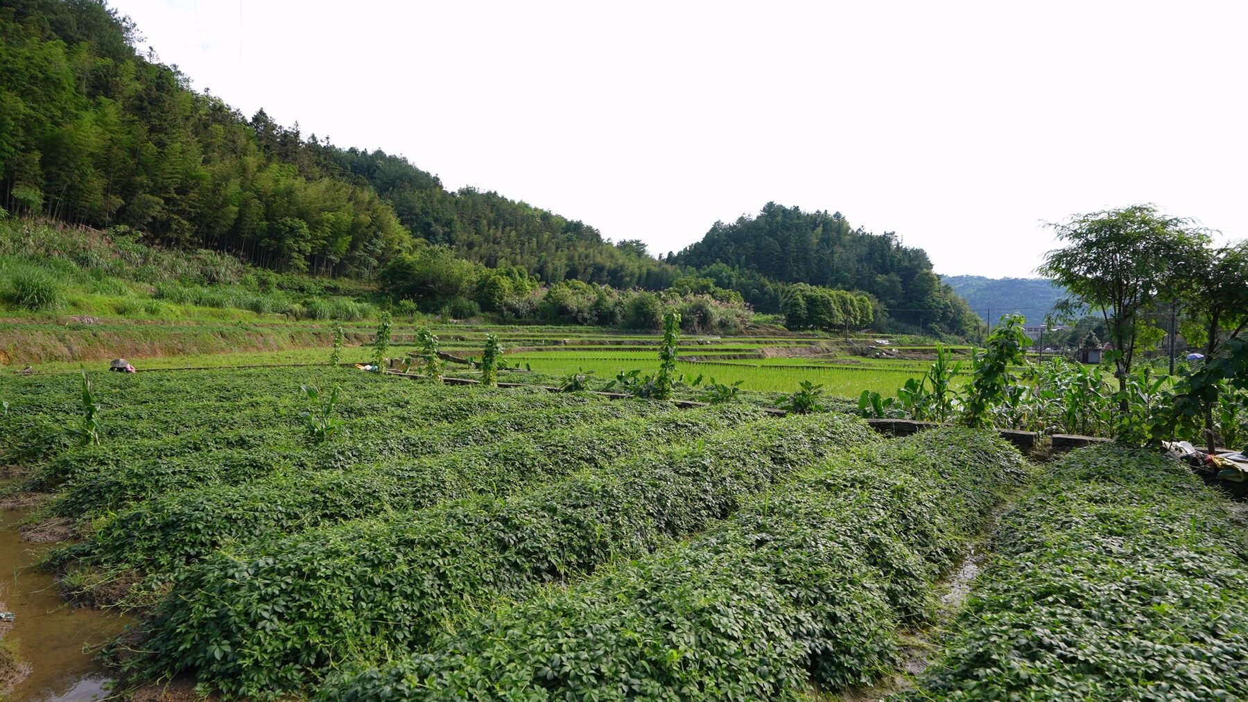 Gynostemma cultivation field