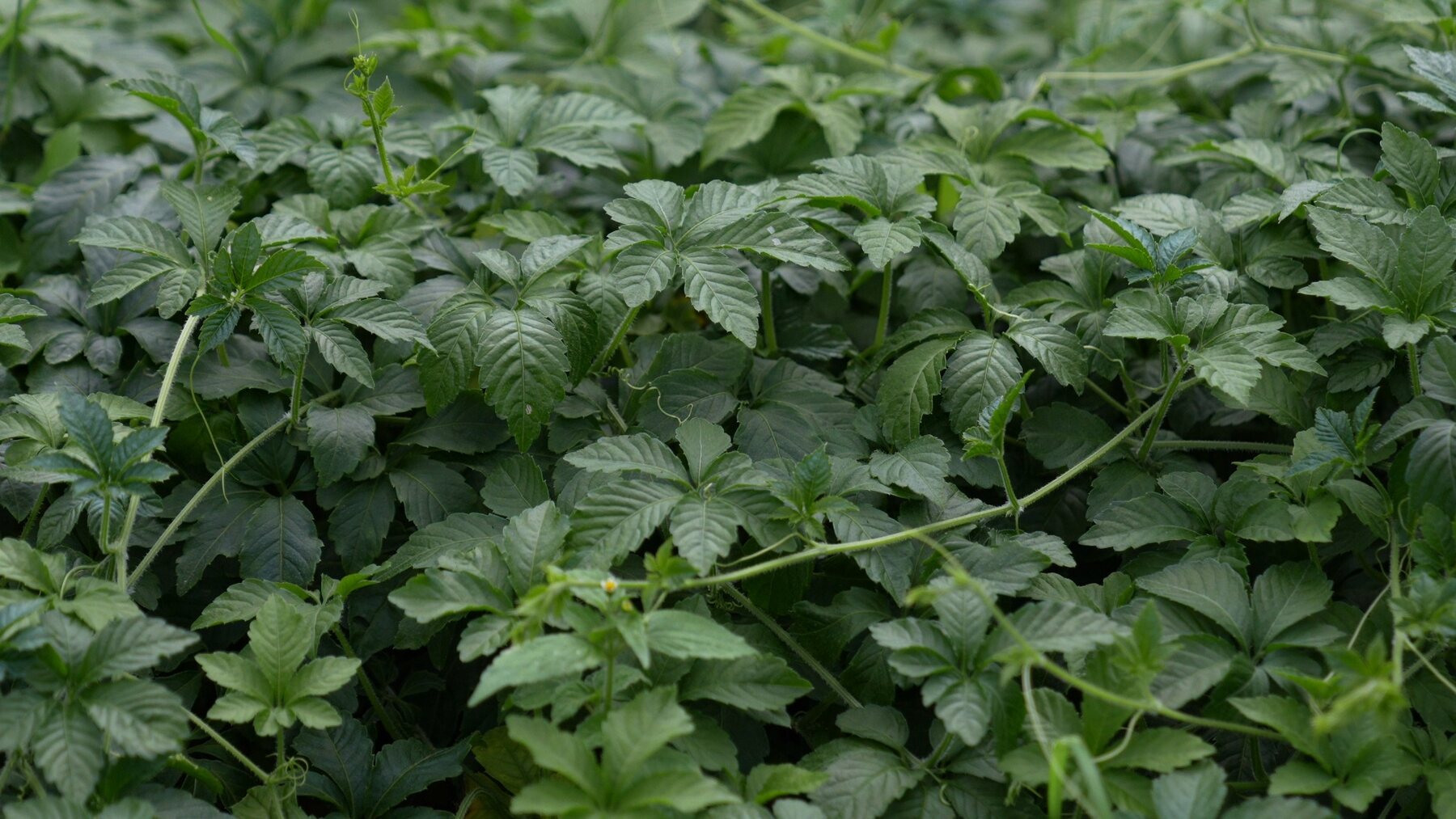 Gynostemma pentaphyllum leaves growing in cultivation